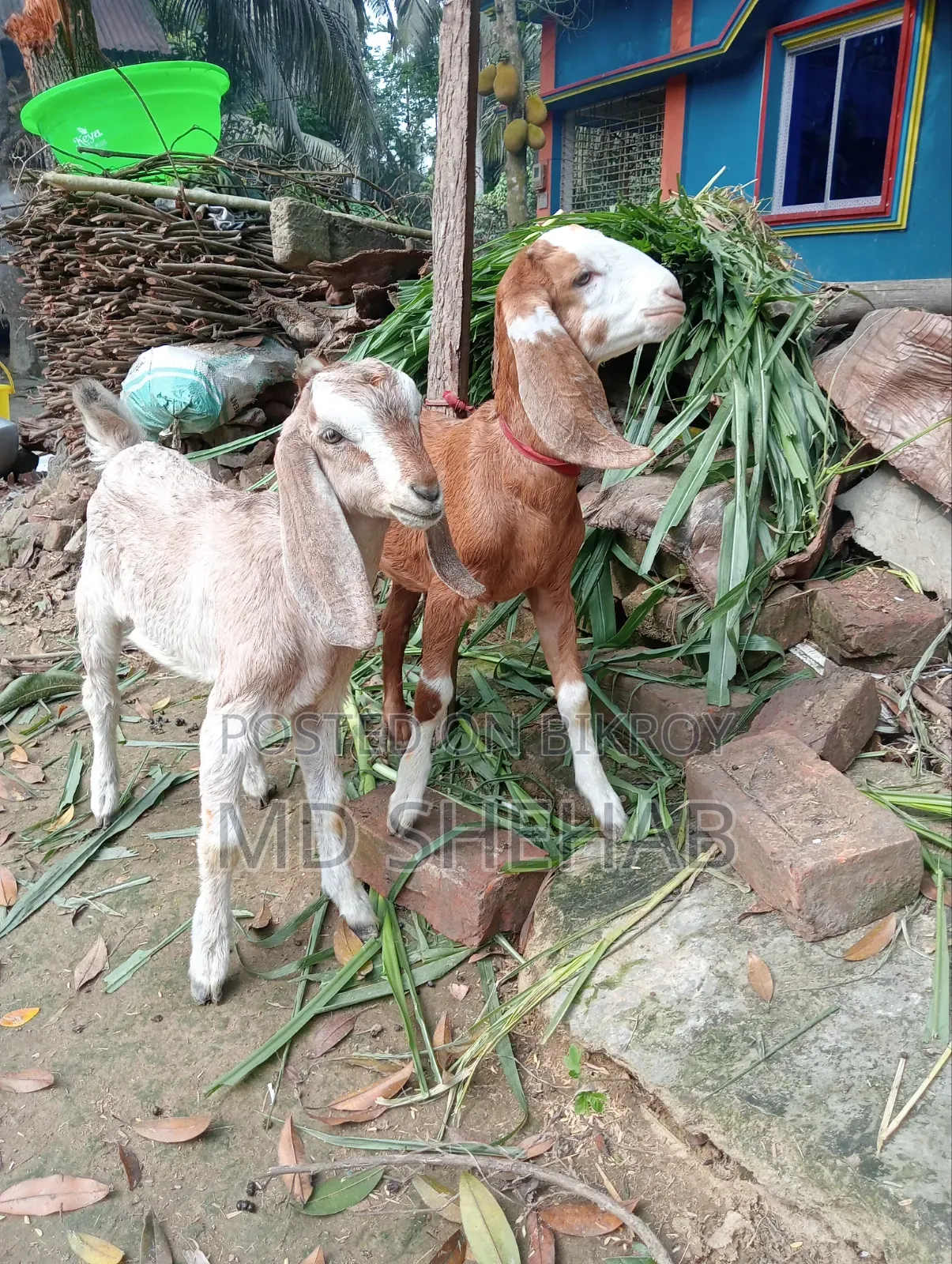 ছাগল এবং ছাগলের বাচ্ছা বিক্রি হব