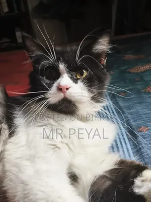 1+ Year Male Purebred Persian Cat