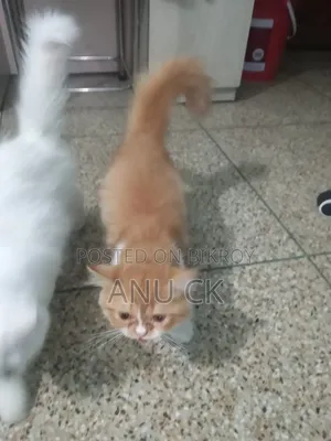 1-3 Months Female Purebred Persian