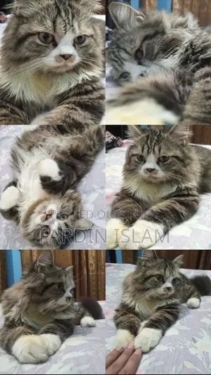 1+ Year Male Purebred Persian