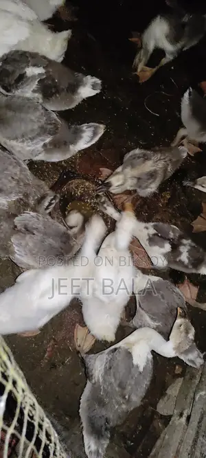 হাঁসগুলো খুব ভালো