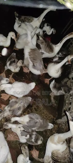 হাঁসগুলো খুব ভালো