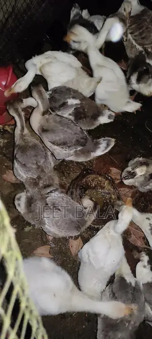 হাঁসগুলো খুব ভালো