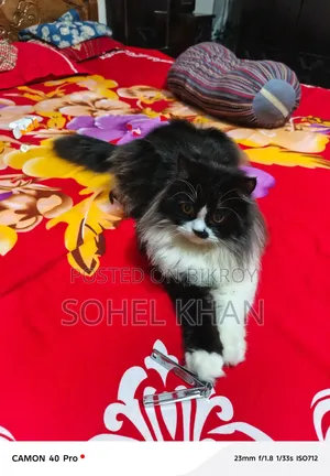 3-6 Months Female Mixed Breed Persian