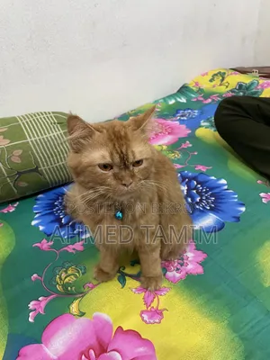 6-12 Months Male Purebred Persian Cat