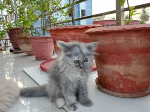 1-3 Months Female Purebred Persian