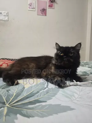 1+ Year Female Purebred Persian