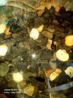 Full Adult and Semi-Adult Auto-Breeding Black Moscow Guppy Fish