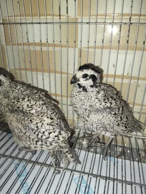 Snowflake Bobwhite Adult