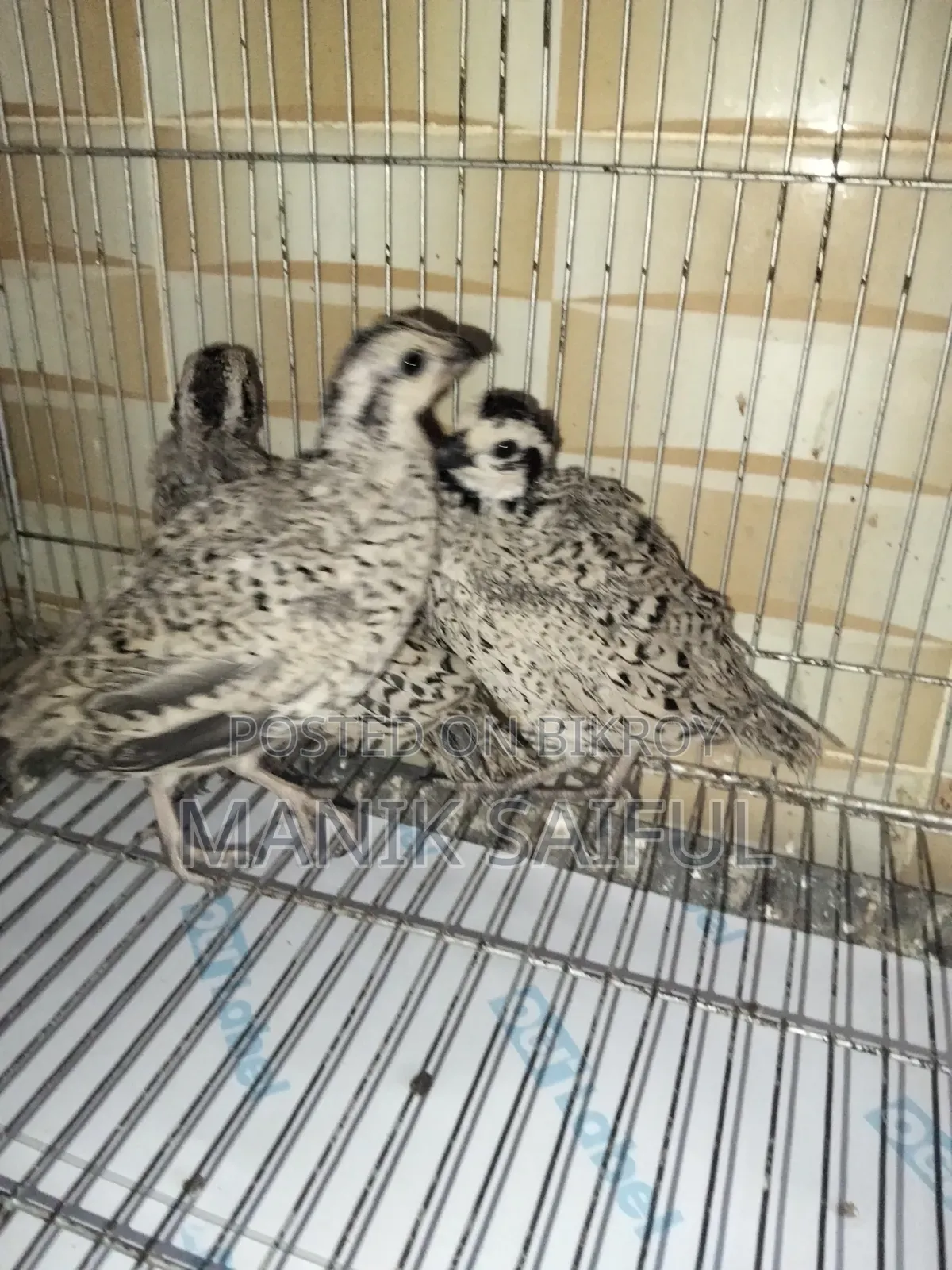 Snowflake Bobwhite Adult