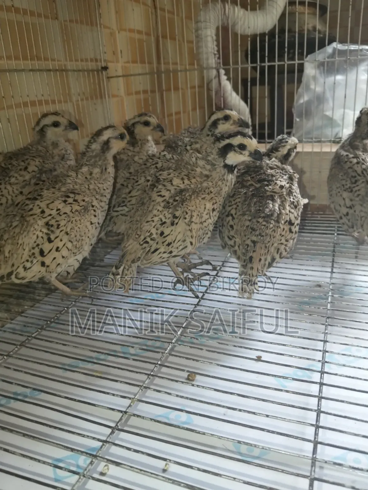 Snowflake Bobwhite Adult