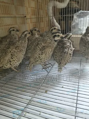 Snowflake Bobwhite Adult