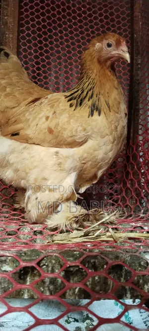 মুরগী বাপ ব্রাহমা কলম্বিয়া সাড়ে পাঁচ মাস বই