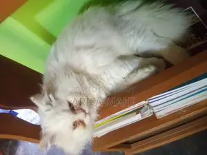 6-12 Months Female Purebred Persian Cat