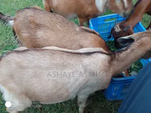 ছাগল বিক্রি