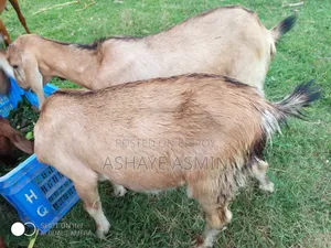 ছাগল বিক্রি