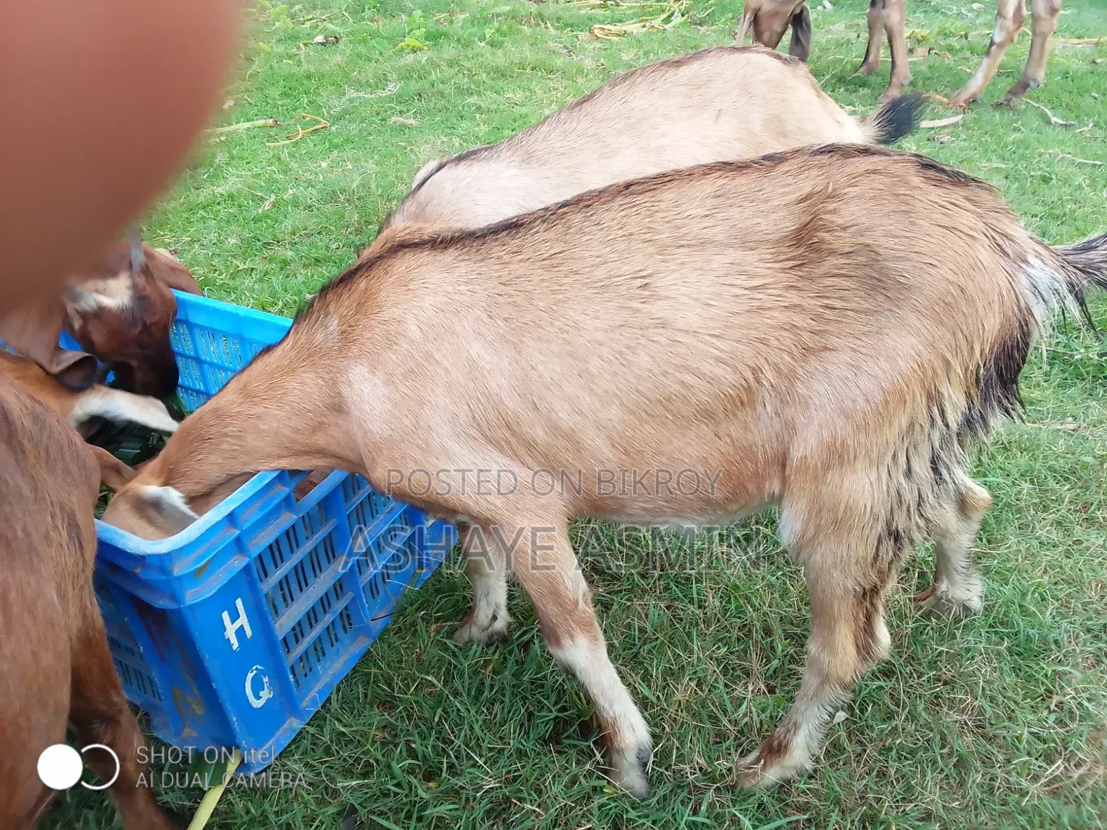 ছাগল বিক্রি