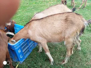 ছাগল বিক্রি