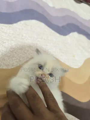 1-3 months Male Purebred Ragdoll