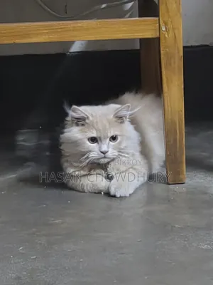 1-3 months Male Purebred Persian