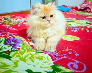 1-3 Months Male Purebred Persian