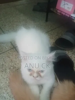 1-3 Months Female Purebred Persian