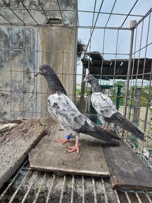 পাকিস্তানি বেবি কবুতর