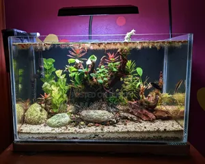 Planted Aquarium Full-Set