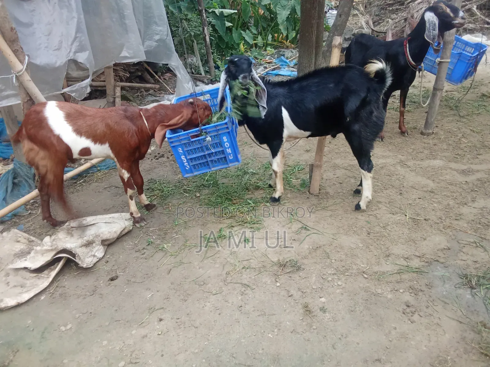 আসসালামু আলাইকুম আমি দুই টা পাঠা বাচ্চা বিক্রি করতে চায়