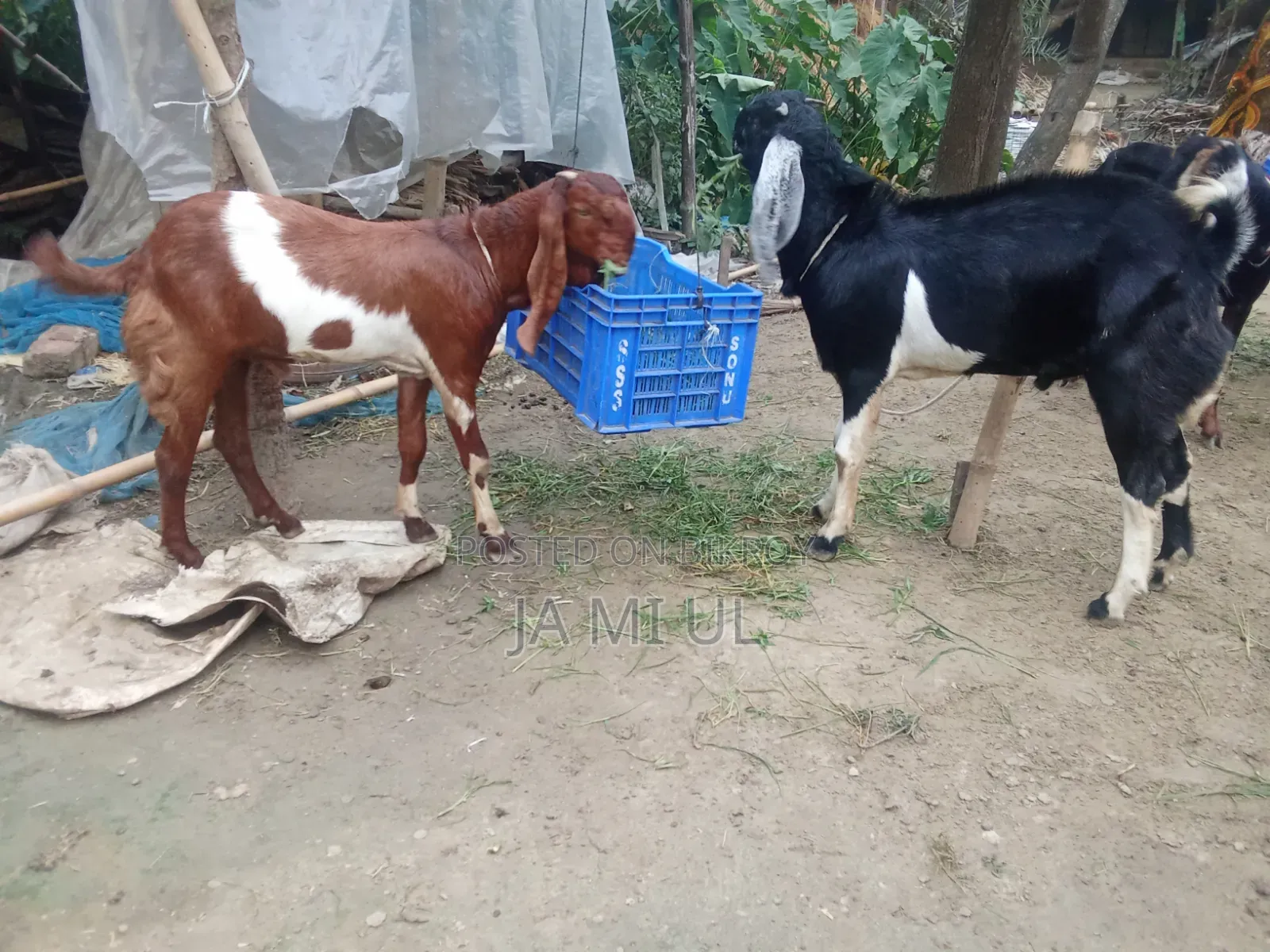 আসসালামু আলাইকুম আমি দুই টা পাঠা বাচ্চা বিক্রি করতে চায়