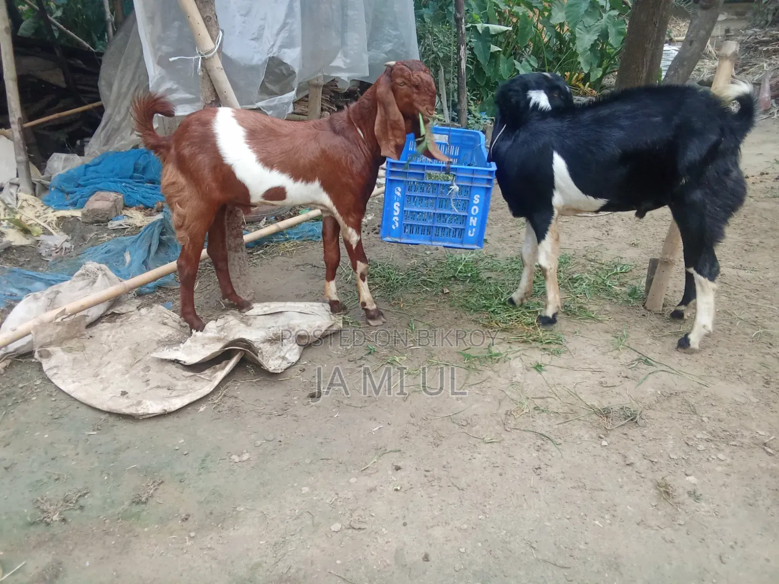 আসসালামু আলাইকুম আমি দুই টা পাঠা বাচ্চা বিক্রি করতে চায়