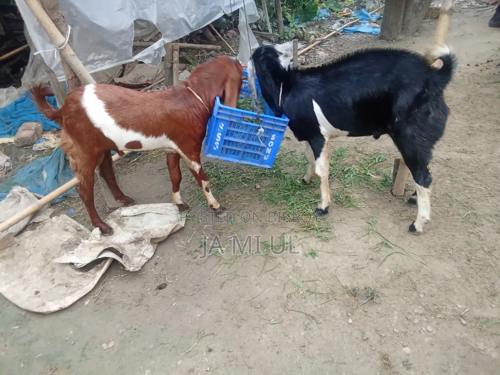 আসসালামু আলাইকুম আমি দুই টা পাঠা বাচ্চা বিক্রি করতে চায়