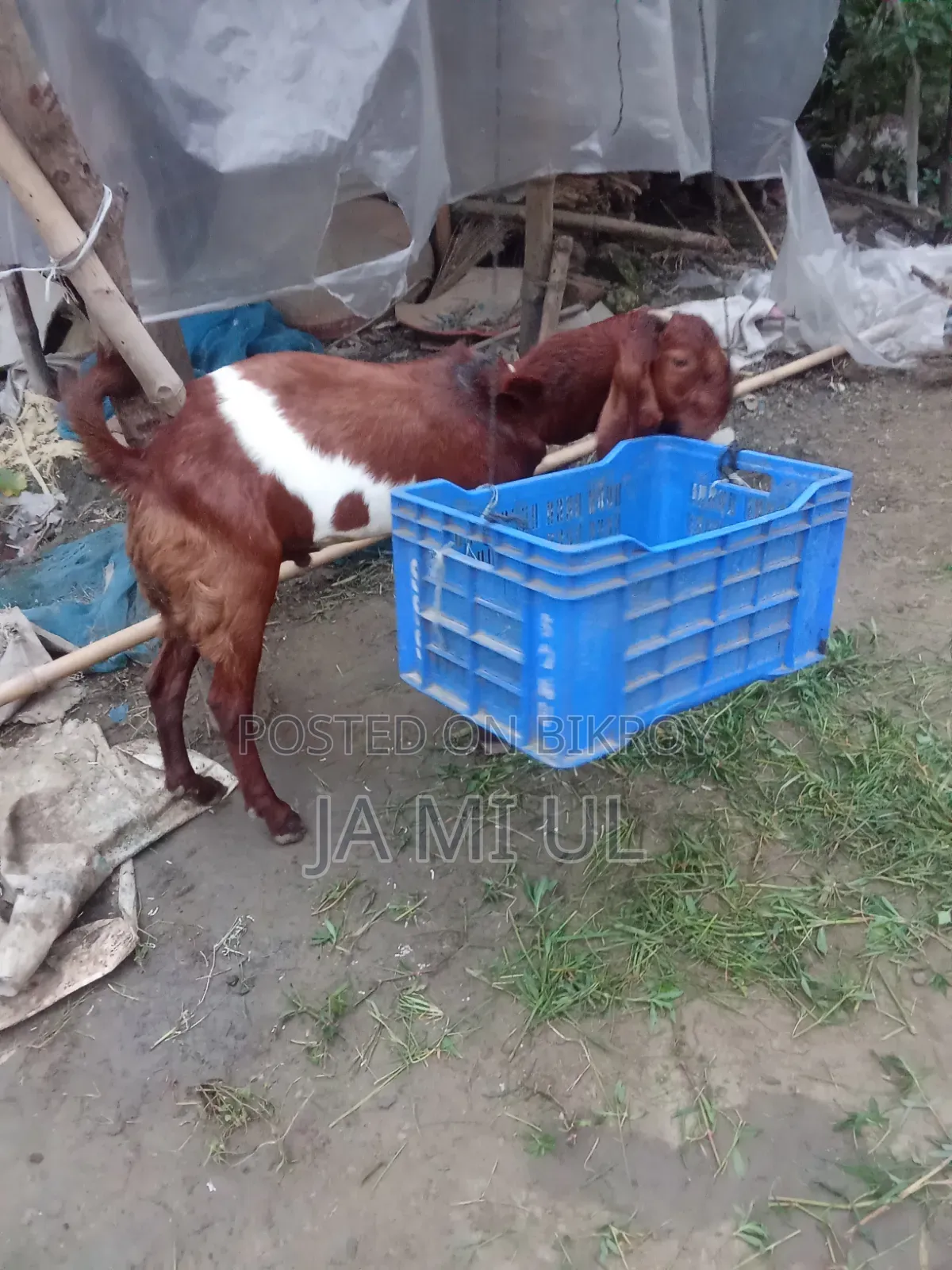 আসসালামু আলাইকুম আমি দুই টা পাঠা বাচ্চা বিক্রি করতে চায়