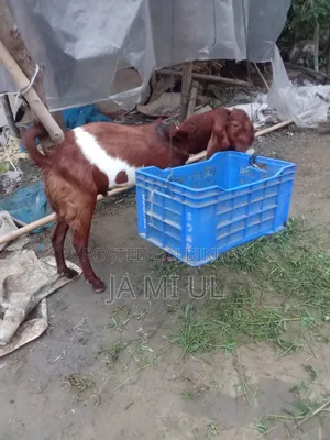 আসসালামু আলাইকুম আমি দুই টা পাঠা বাচ্চা বিক্রি করতে চায়
