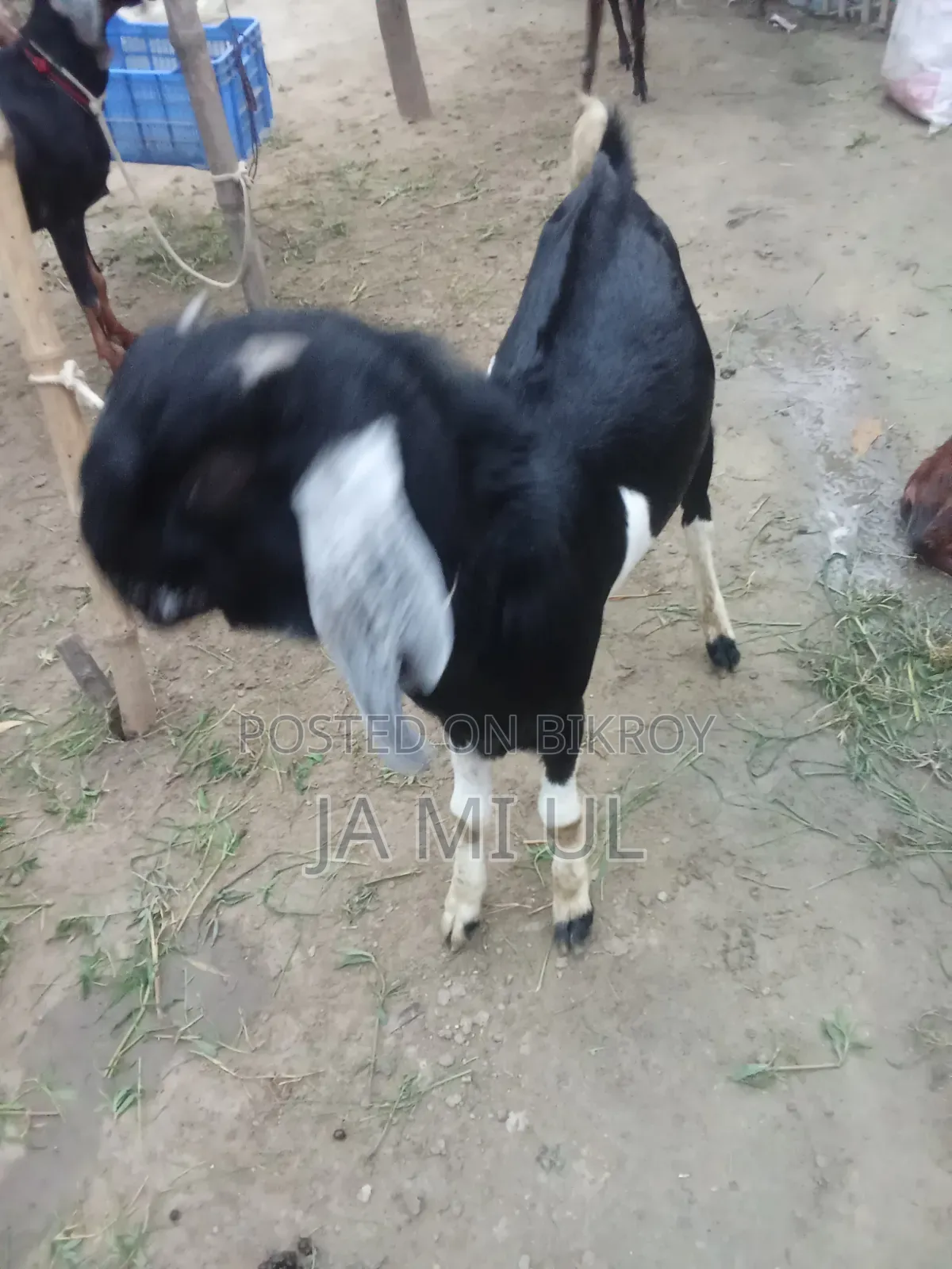 আসসালামু আলাইকুম আমি দুই টা পাঠা বাচ্চা বিক্রি করতে চায়
