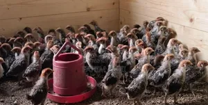 15-Day-Old Original Egyptian Fayoumi Chicks for Sale