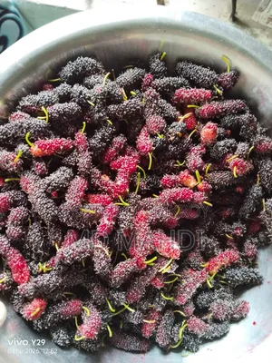 Mulberry Tree