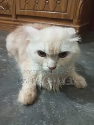 6-12 Months Female Purebred Persian