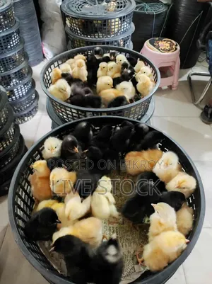 অরিজিনাল টাইগার মুরগি, বয়স ২ মাস ১৫ দিন