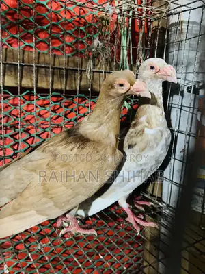 Homa Pigeon for Sale