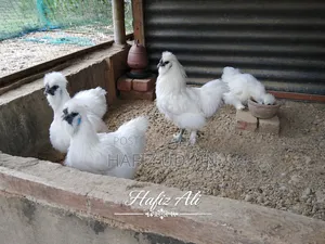 Silkie Chicken Hatching Eggs