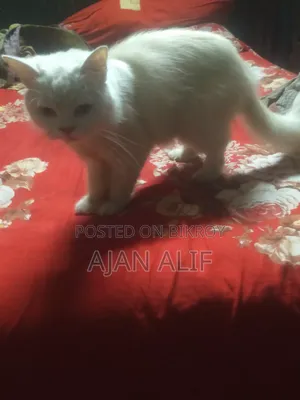 6-12 Months Female Purebred Persian