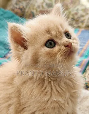 1-3 Months Female Purebred Persian Kitten