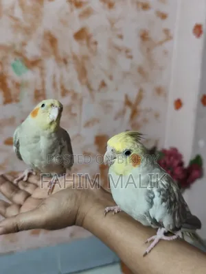 Cockatiel Birds