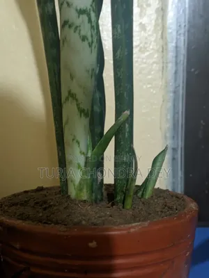 Snake Plant