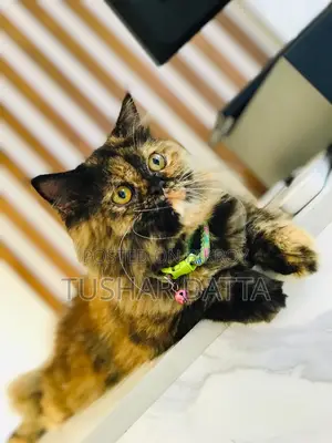 6-12 Months Female Purebred Persian