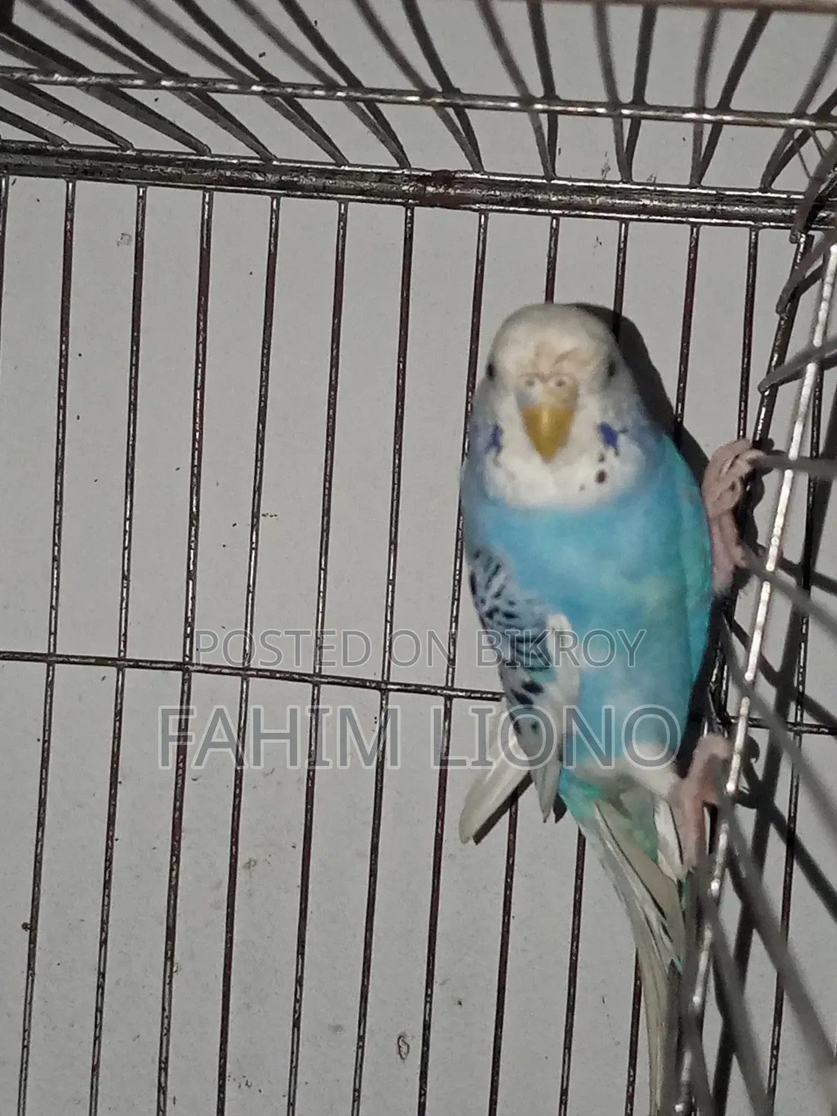 Dom Pied and Cw Pied Budgerigar Pair