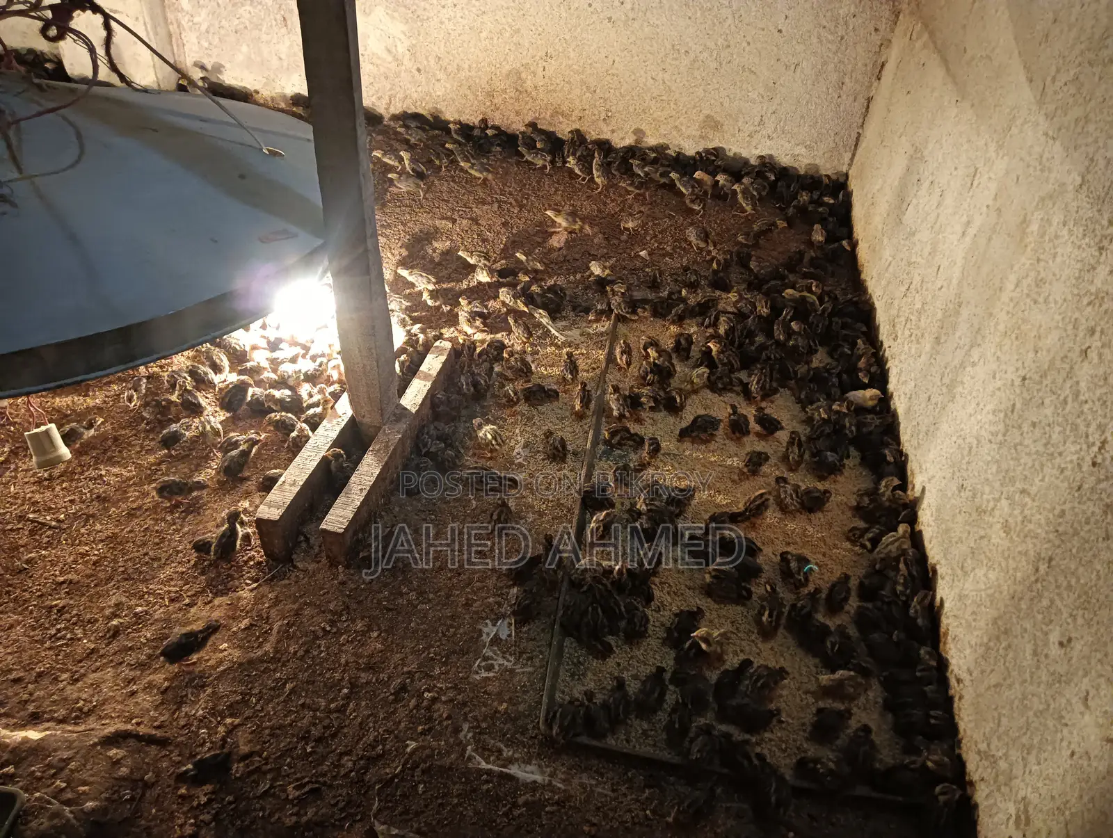 কোয়েল পাখির জিরো বাচ্চা