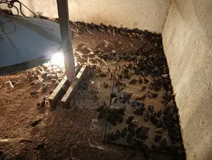 Quail Chicks (Zero Day)