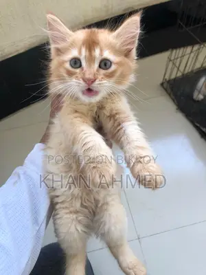 1-3 Months Female Purebred Persian